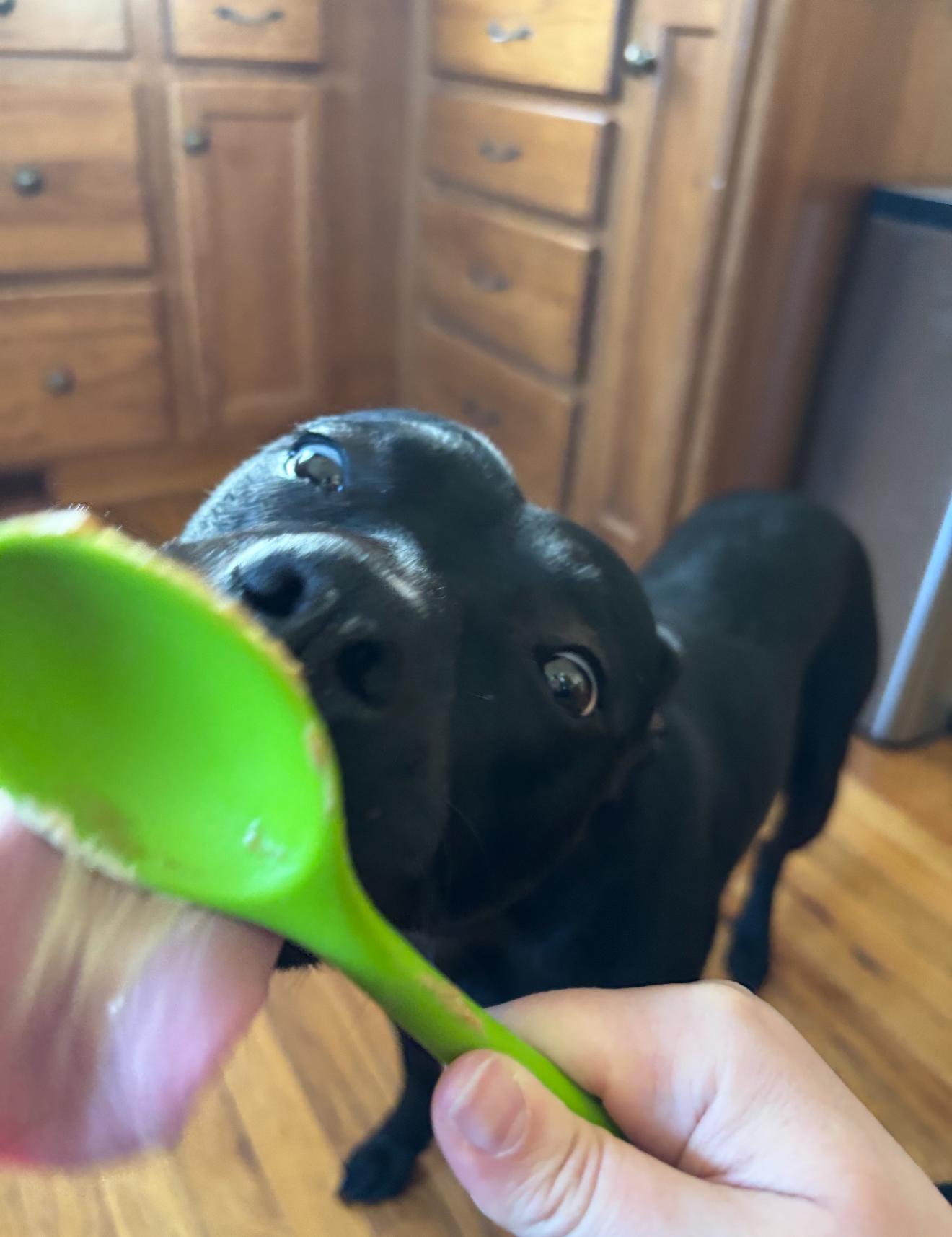 Willow, a Adoptable Pit Bull Terrier in Grand Haven, MI image 4/6