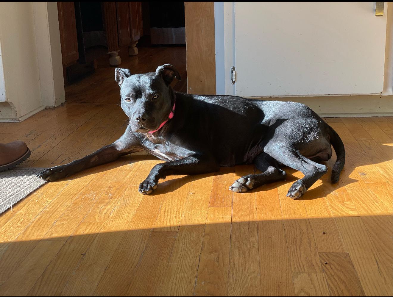 Willow, a Adoptable Pit Bull Terrier in Grand Haven, MI image 5/6