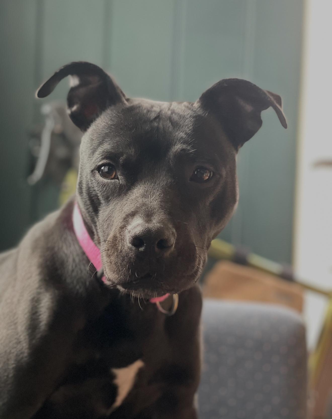 Willow, a Adoptable Pit Bull Terrier in Grand Haven, MI image 2/6