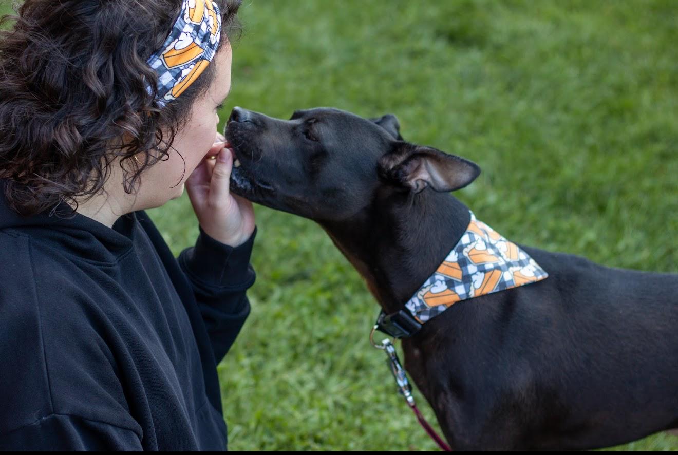 Willow, a Adoptable Pit Bull Terrier in Grand Haven, MI image 3/6