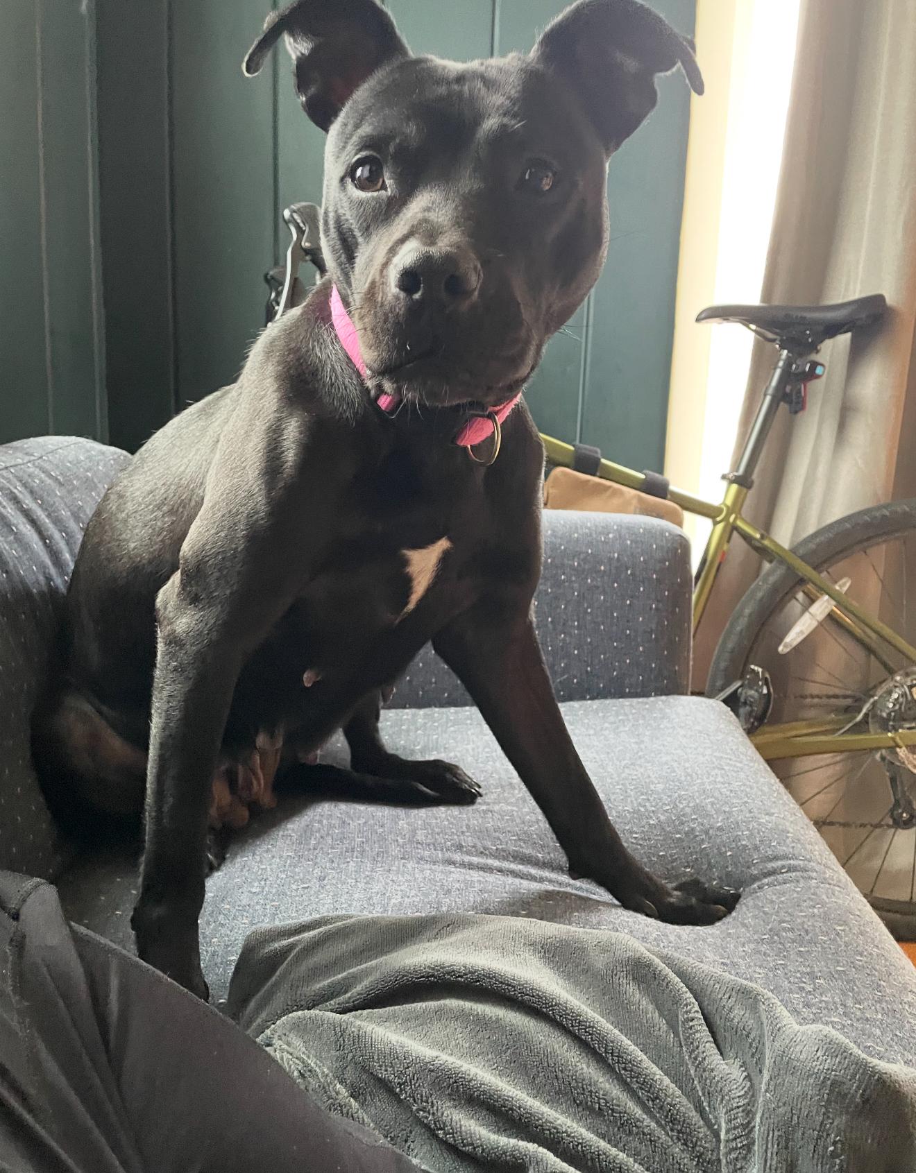 Willow, a Adoptable Pit Bull Terrier in Grand Haven, MI image 6/6