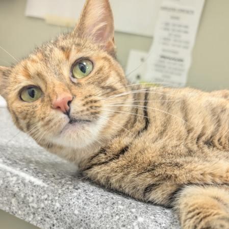 Misha, Young Female Domestic Short Hair