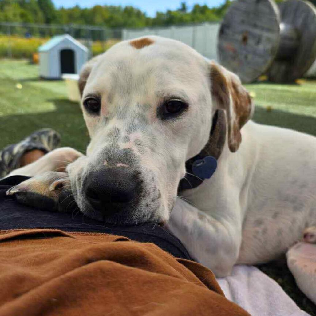 Angelo, a Adoptable Mixed Breed in South Portland, ME image 2/5