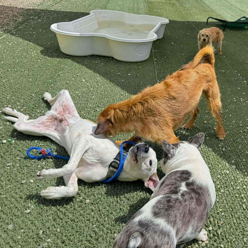 Angelo, a Adoptable Mixed Breed in South Portland, ME image 3/5