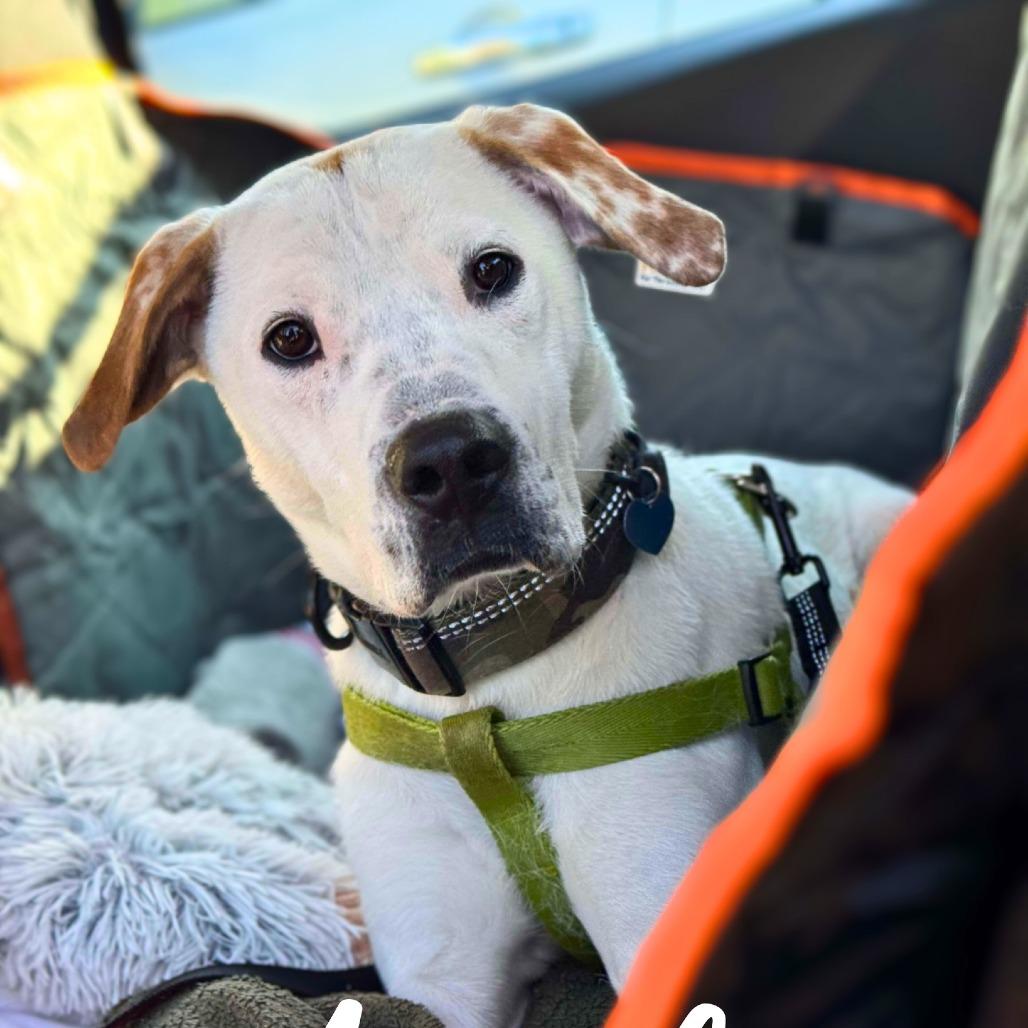 Angelo, a Adoptable Mixed Breed in South Portland, ME image 4/5