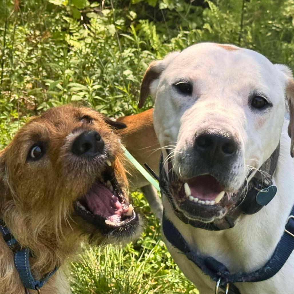 Angelo, a Adoptable Mixed Breed in South Portland, ME image 5/5