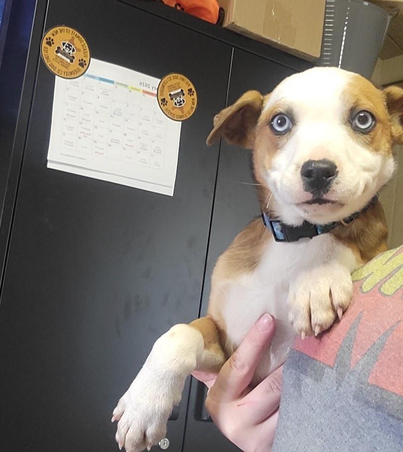 FERN 039-26, adopted, Puppy Female Mixed Breed.