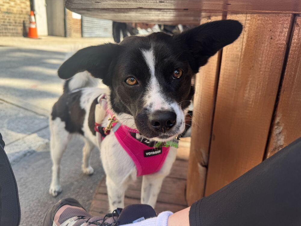 Bada, Adoptable, Young Female Jindo.