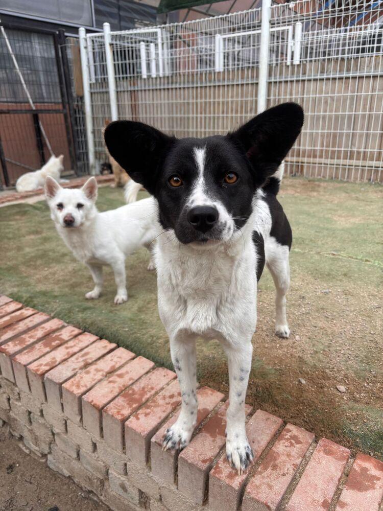 Bada, Adoptable, Young Female Jindo.