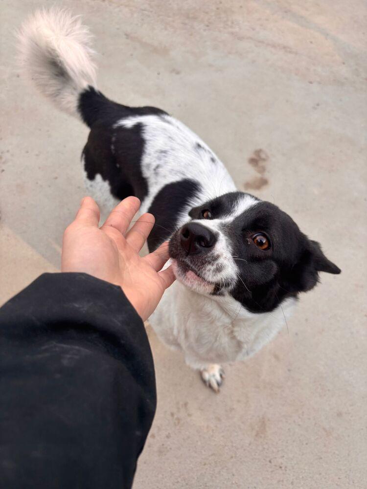 Enlarge Bada, a Adoptable Jindo in Long Island City, NY image 2/4