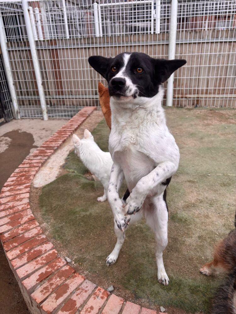 Enlarge Bada, a Adoptable Jindo in Long Island City, NY image 3/4