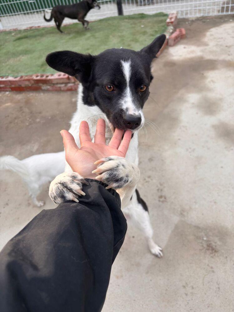 Enlarge Bada, a Adoptable Jindo in Long Island City, NY image 4/4