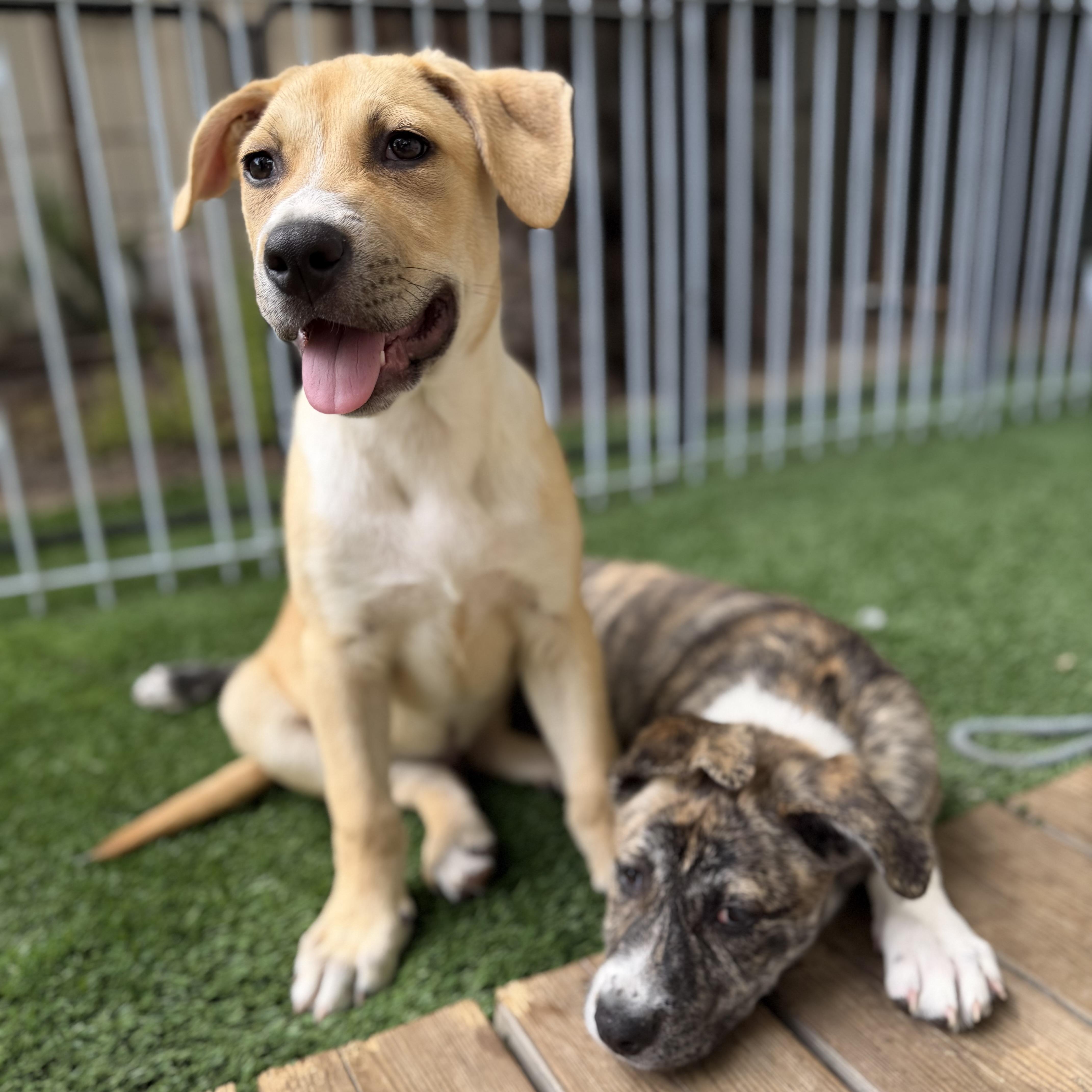 Enlarge Greg, a Adoptable mixed breed in Burbank, CA image 4/6
