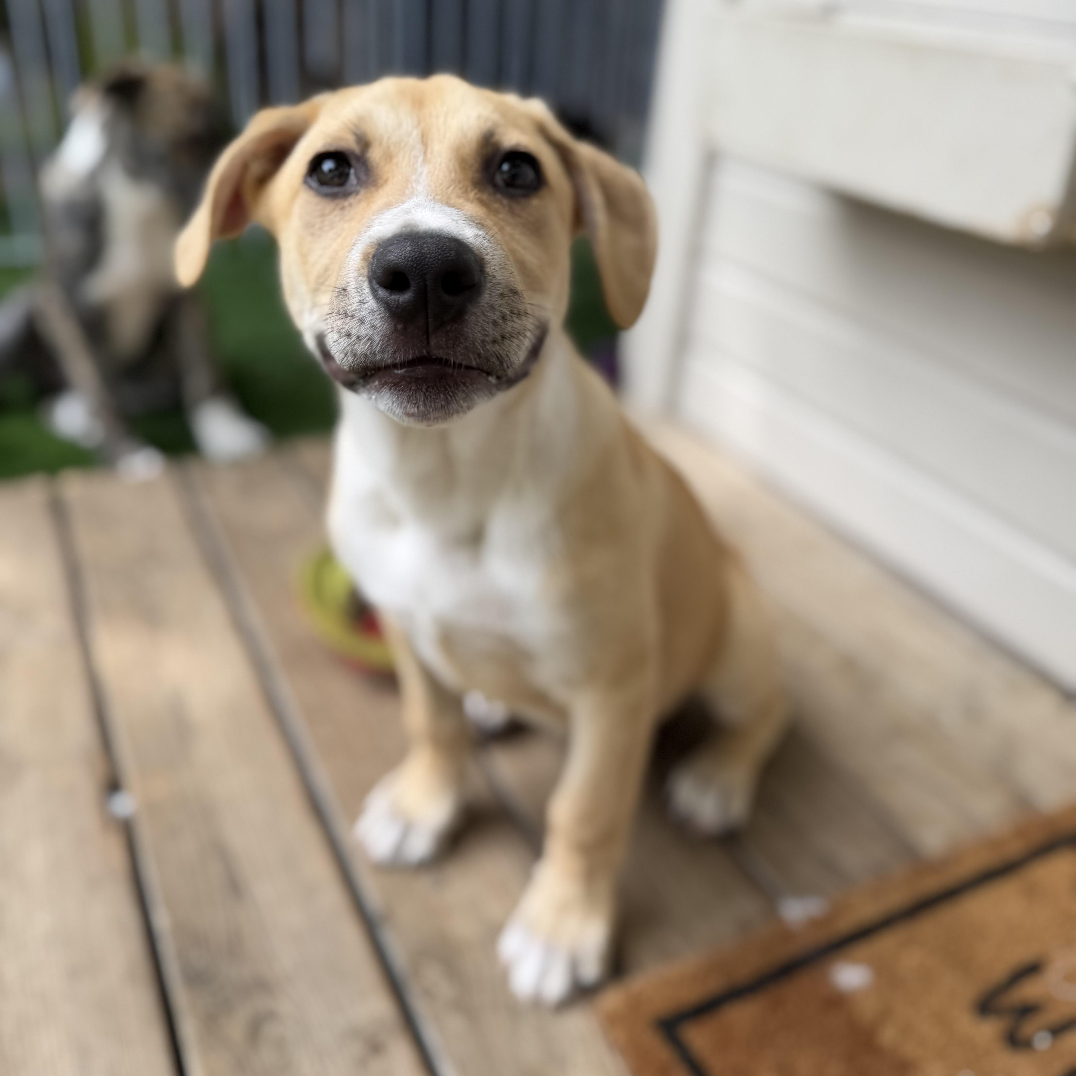 Enlarge Greg, a Adoptable mixed breed in Burbank, CA image 5/6