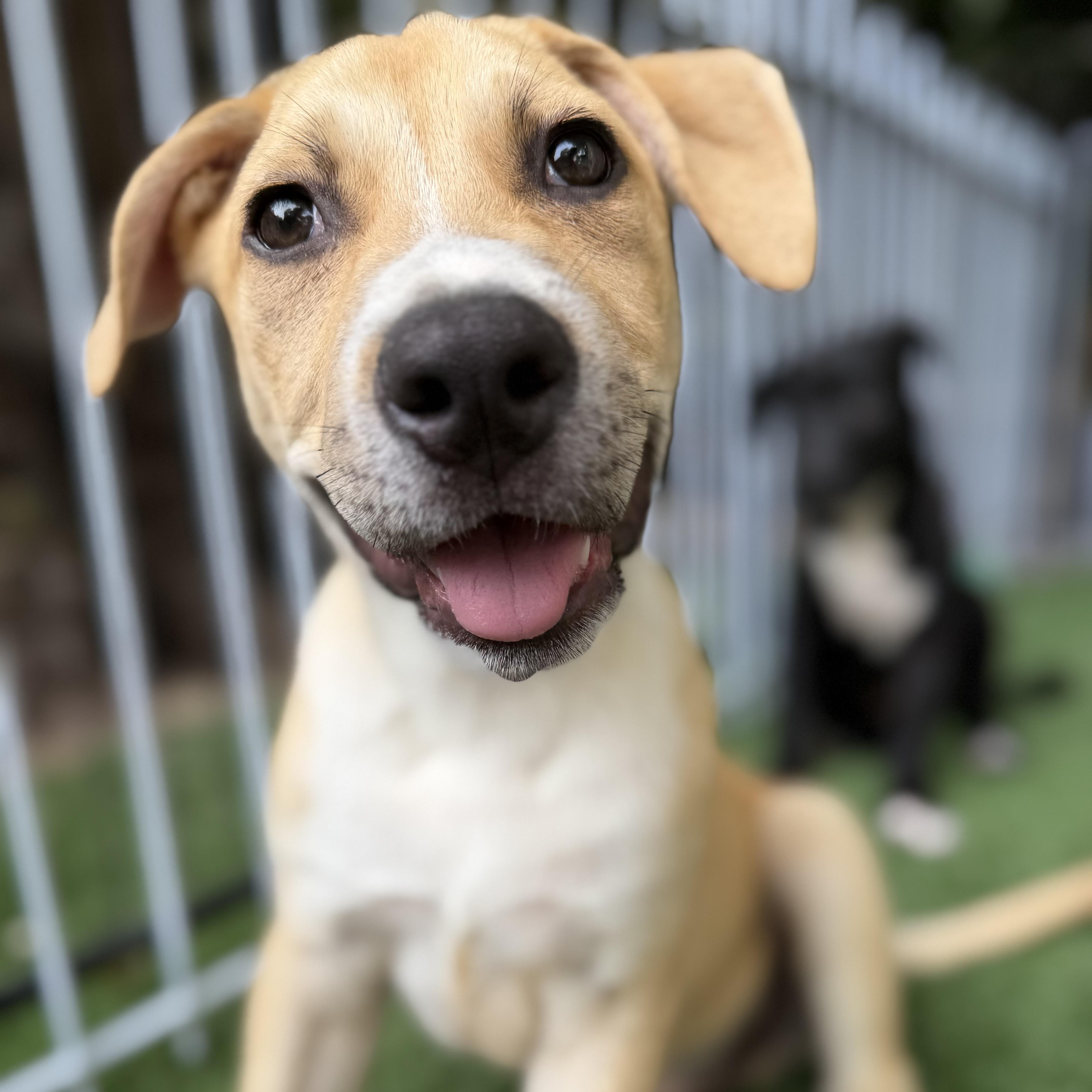 Enlarge Greg, a Adoptable mixed breed in Burbank, CA image 6/6