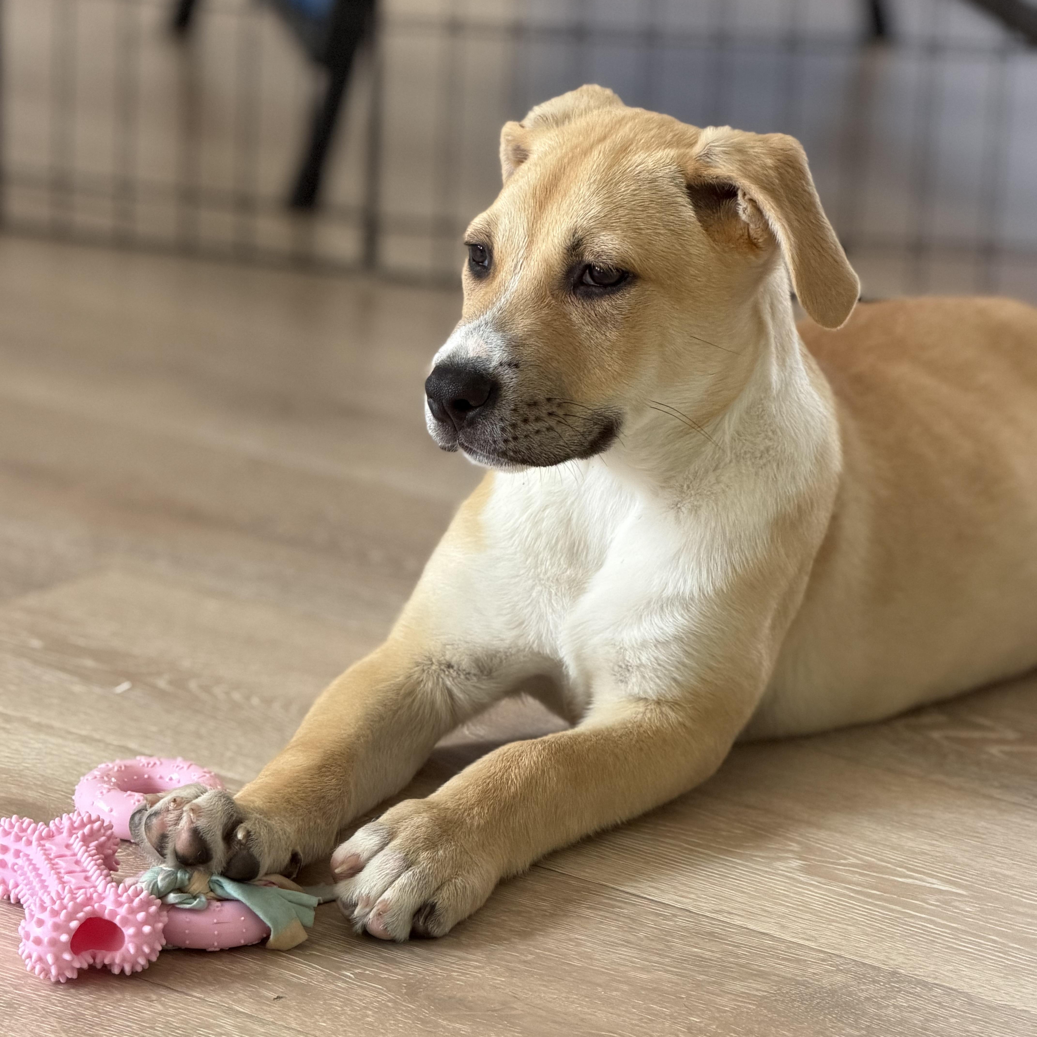 Enlarge Greg, a Adoptable mixed breed in Burbank, CA image 3/6