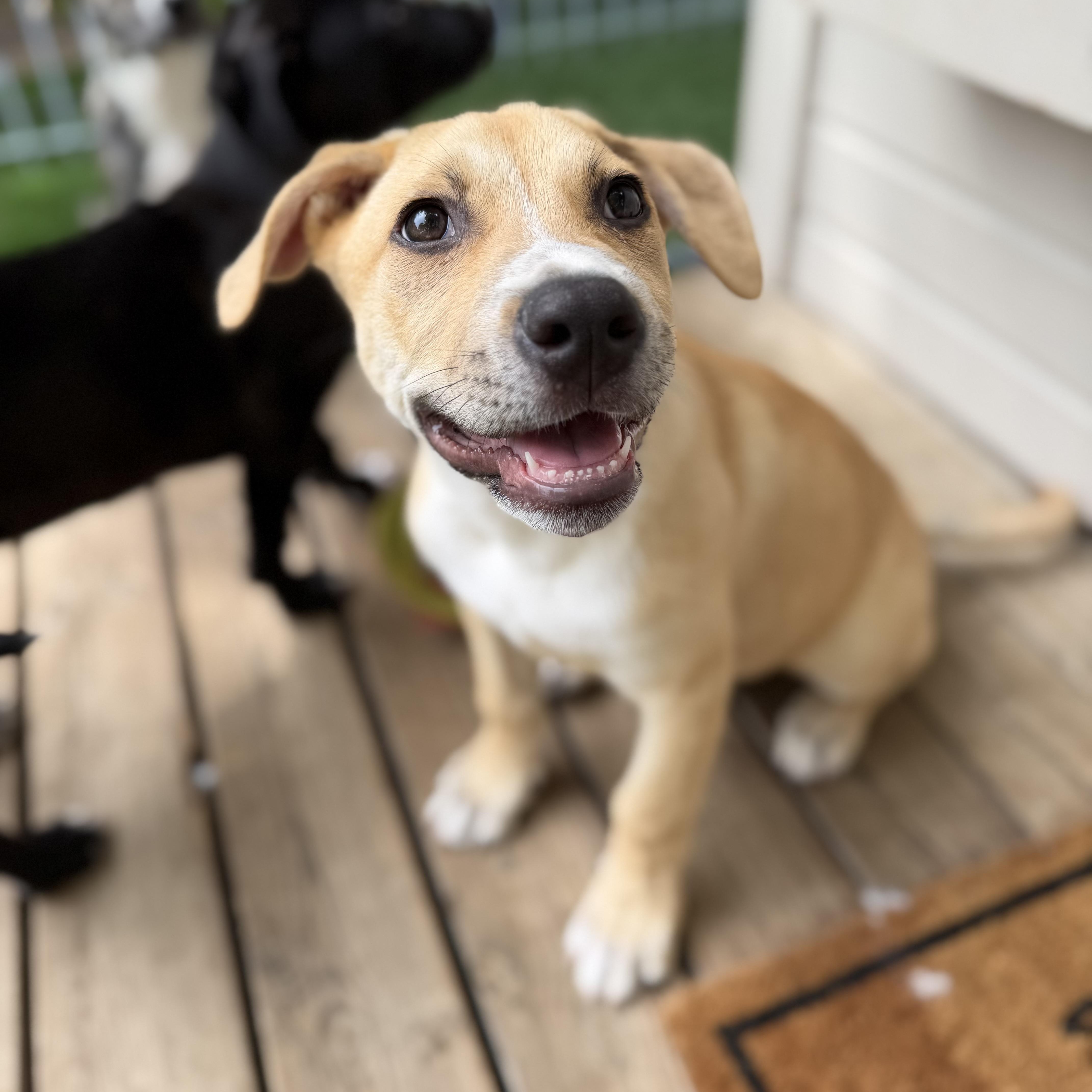 Enlarge Greg, a Adoptable mixed breed in Burbank, CA image 1/6