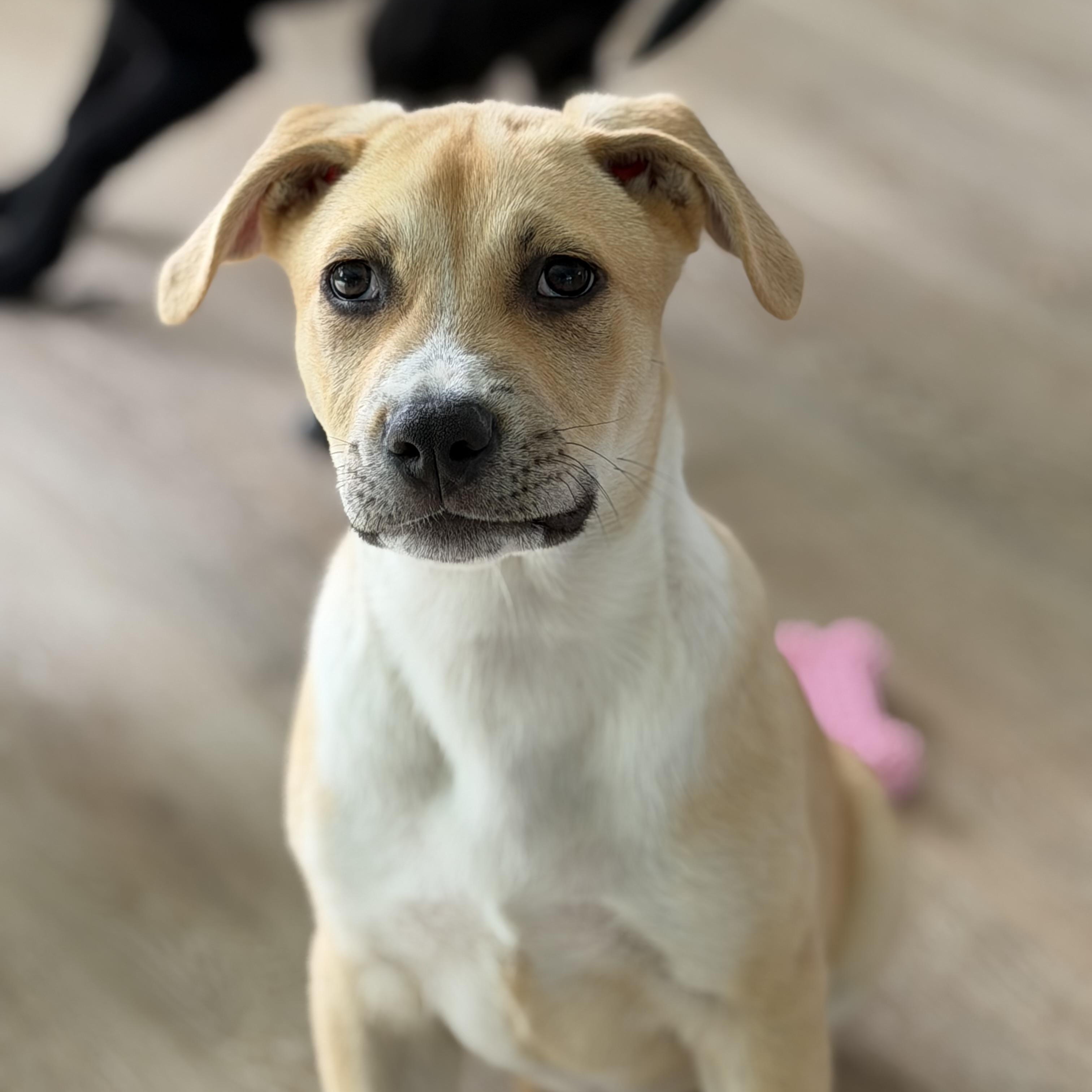 Enlarge Greg, a Adoptable mixed breed in Burbank, CA image 2/6