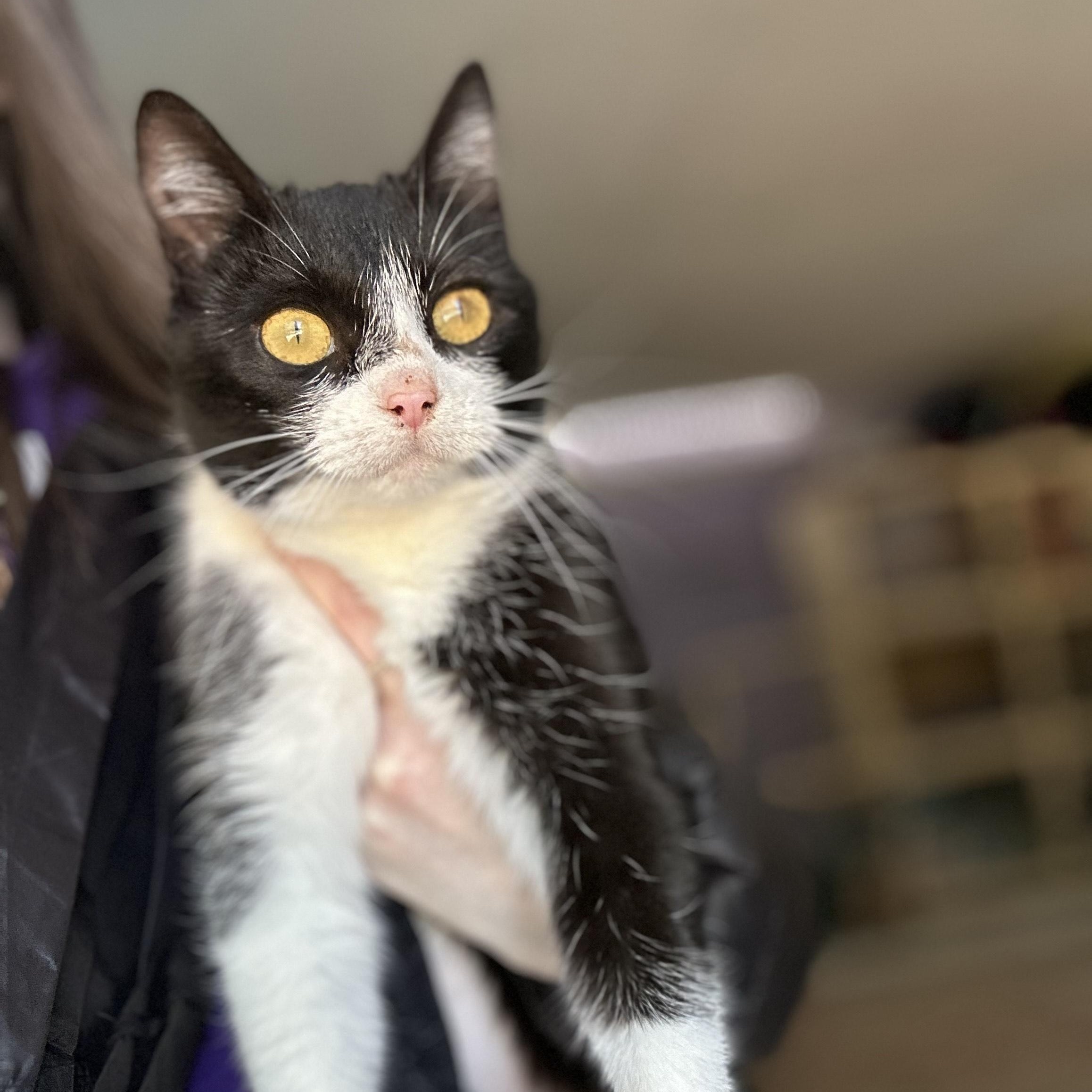 Enlarge Lavender, a ADOPTABLE Domestic Short Hair in Johnson City, TN image 4/5