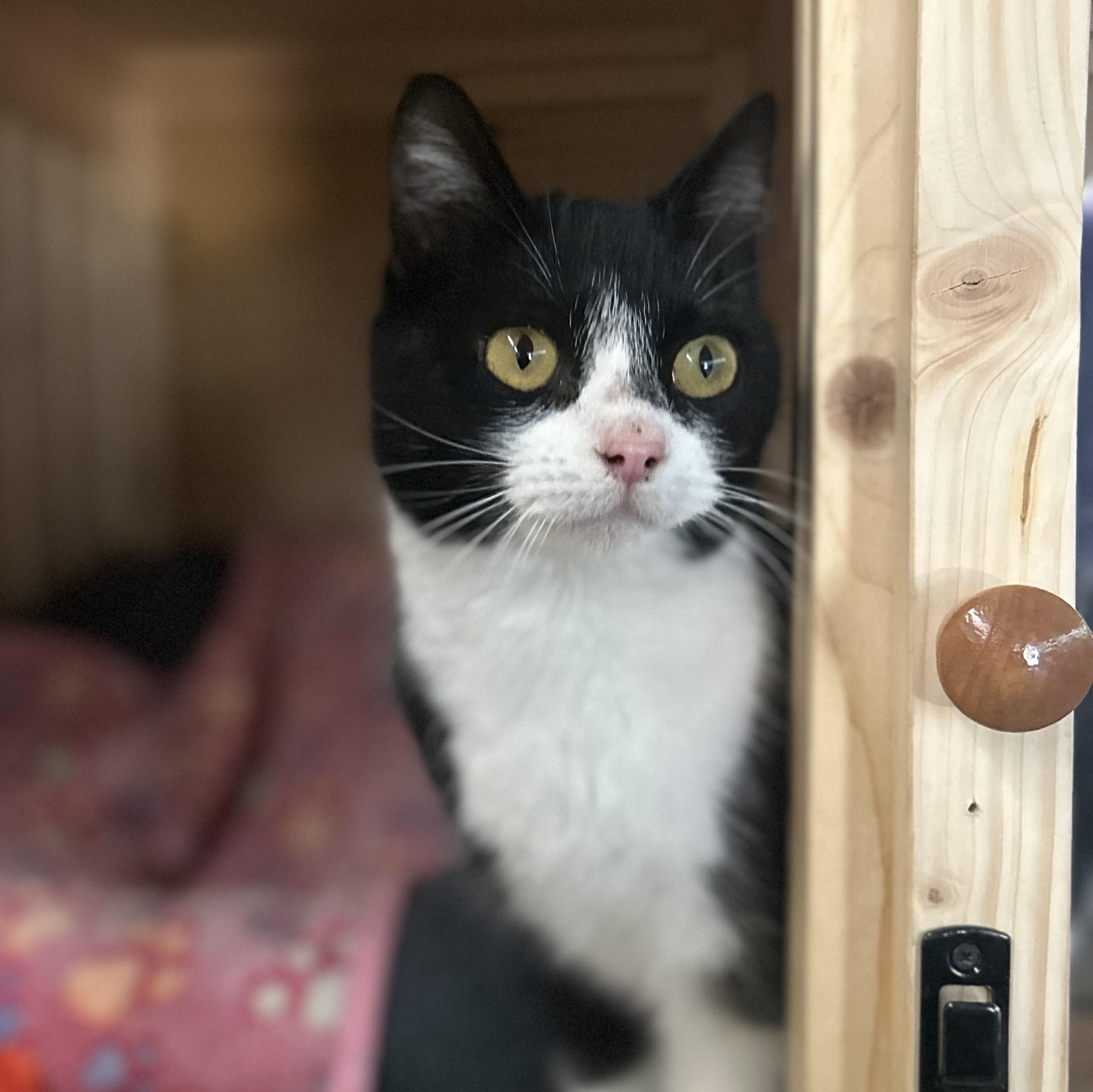 Lavender — thumbnail 2