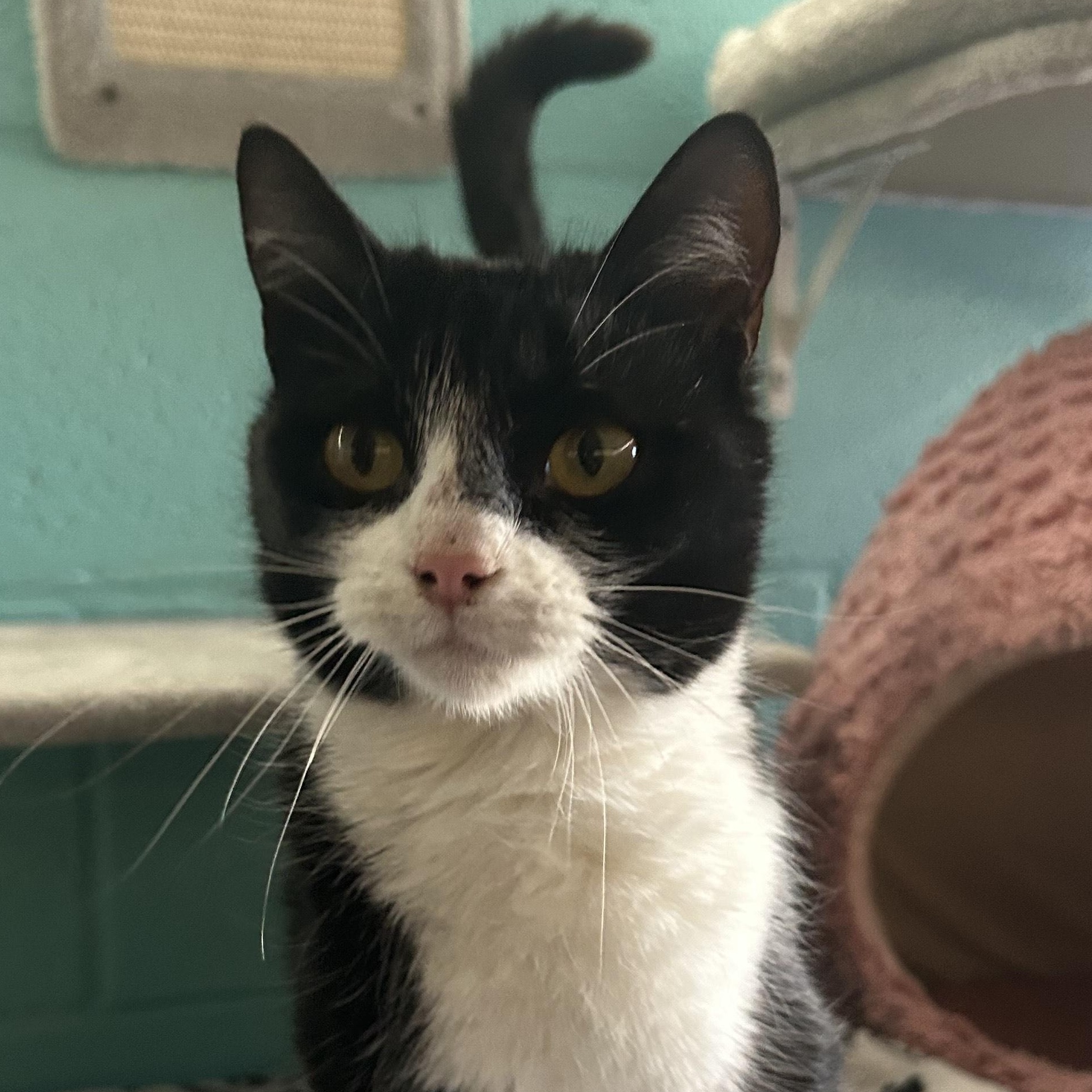 Lavender, ADOPTABLE, Kitten Female Domestic Short Hair.