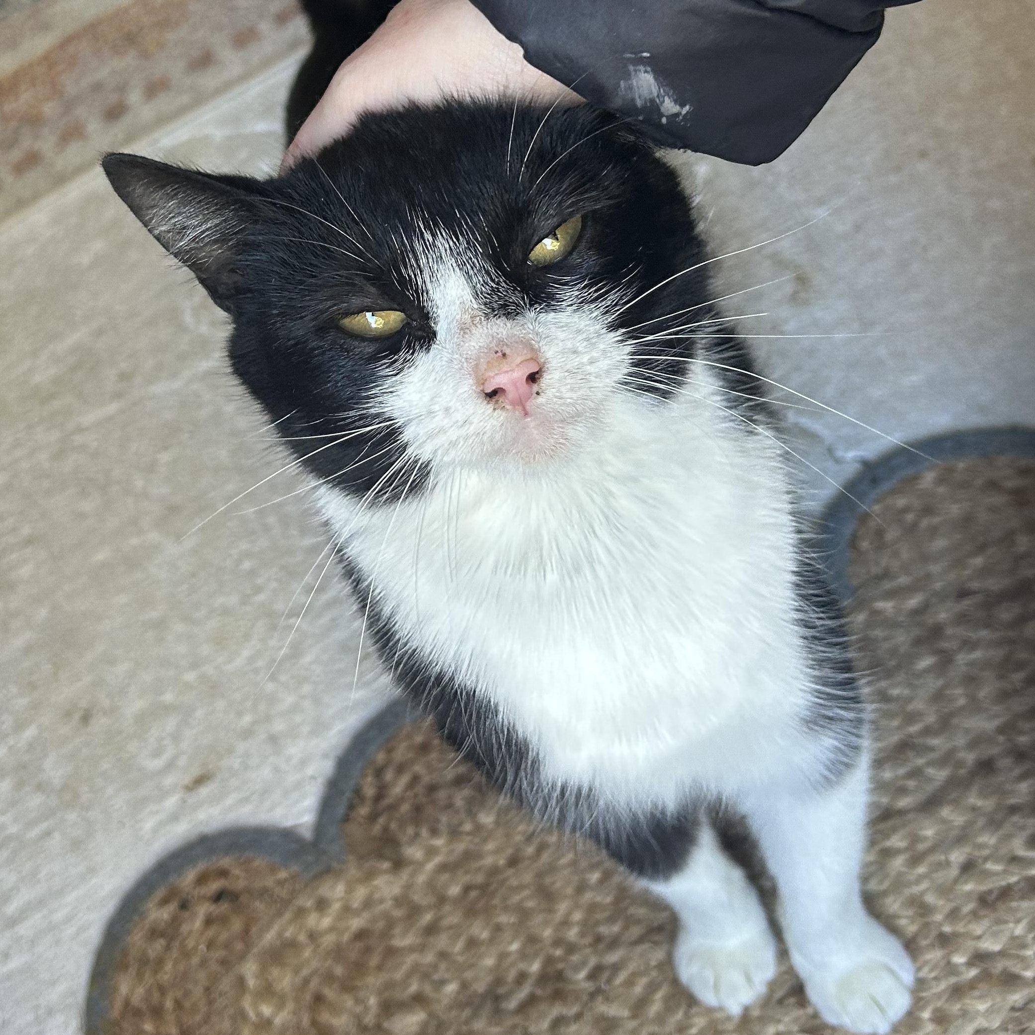 Enlarge Lavender, a ADOPTABLE Domestic Short Hair in Johnson City, TN image 3/5