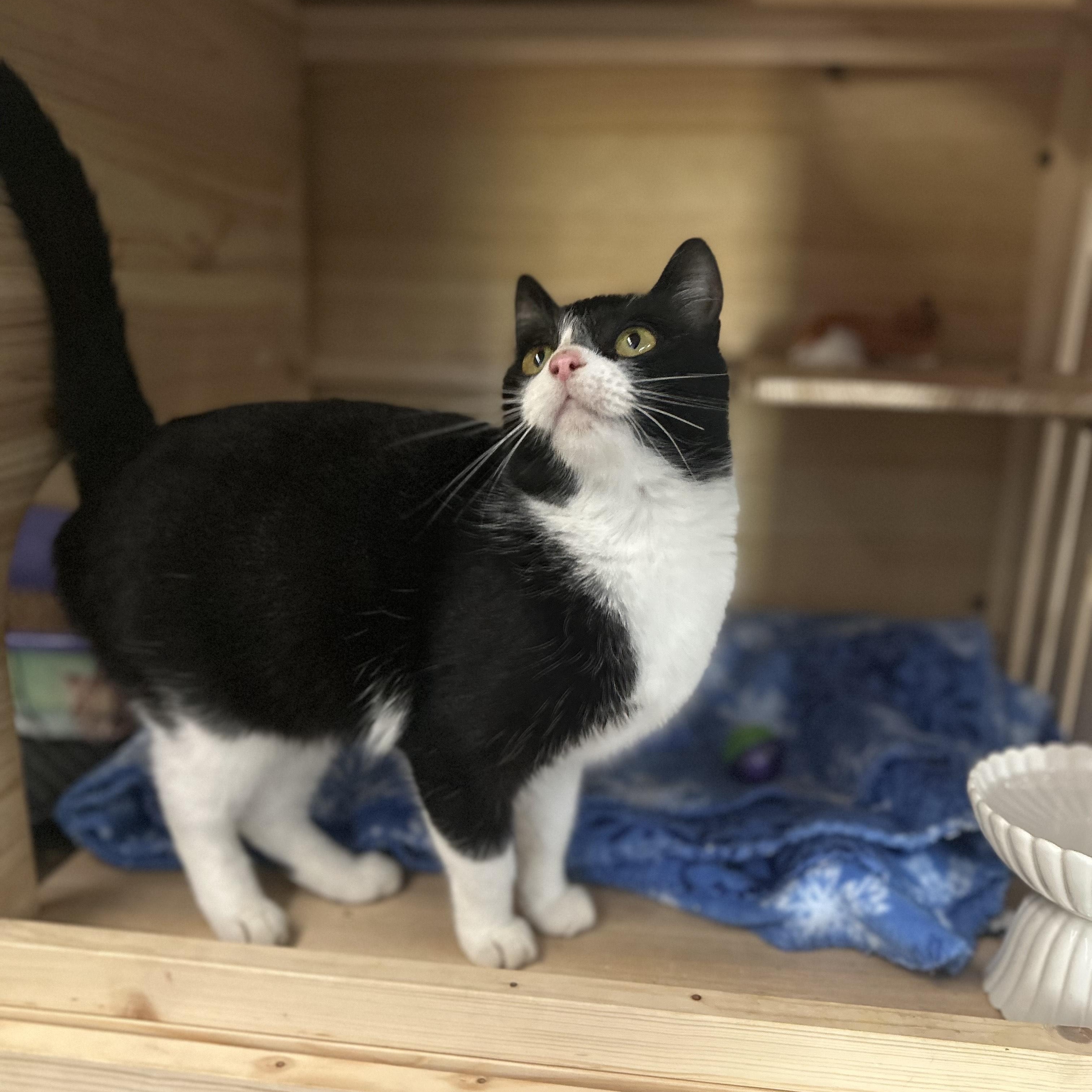 Enlarge Lavender, a ADOPTABLE Domestic Short Hair in Johnson City, TN image 5/5