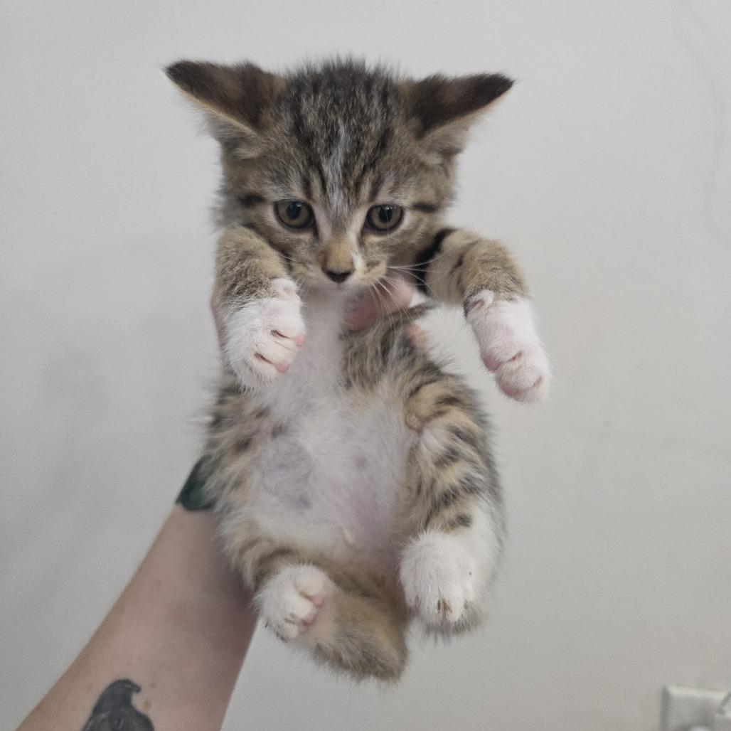 Enlarge Sailor Uranus, a Adoptable Domestic Short Hair in Monroe, OH image 2/5