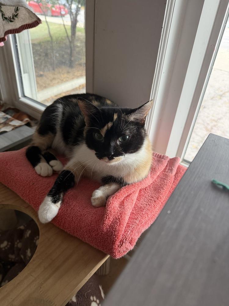 Cameo, a Adoptable mixed breed in Wheaton, IL image 2/6