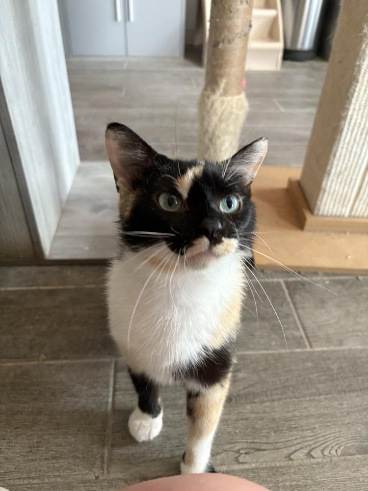 Cameo, a Adoptable mixed breed in Wheaton, IL image 3/6