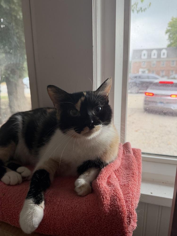 Cameo, a Adoptable mixed breed in Wheaton, IL image 4/6