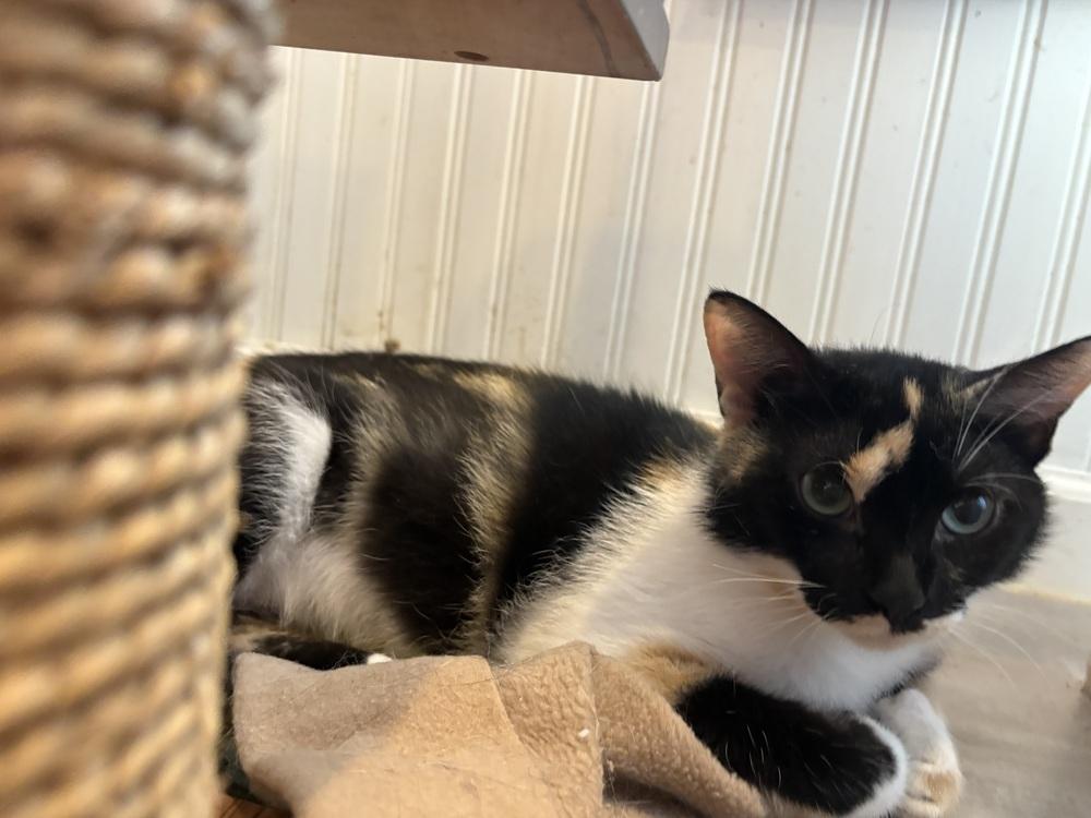 Cameo, a Adoptable mixed breed in Wheaton, IL image 5/6