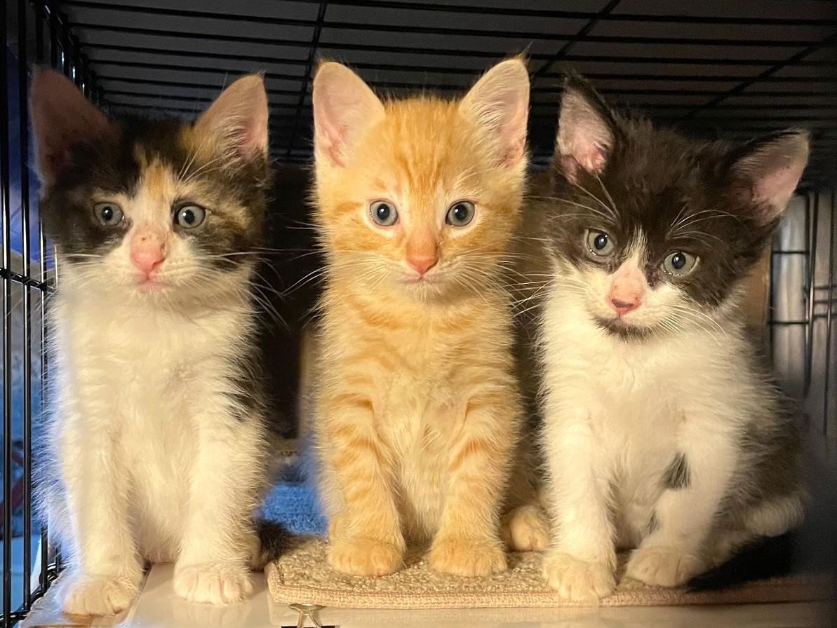 Enlarge KITTENS, a ADOPTABLE Calico in Jamaica Plain, MA image 2/5