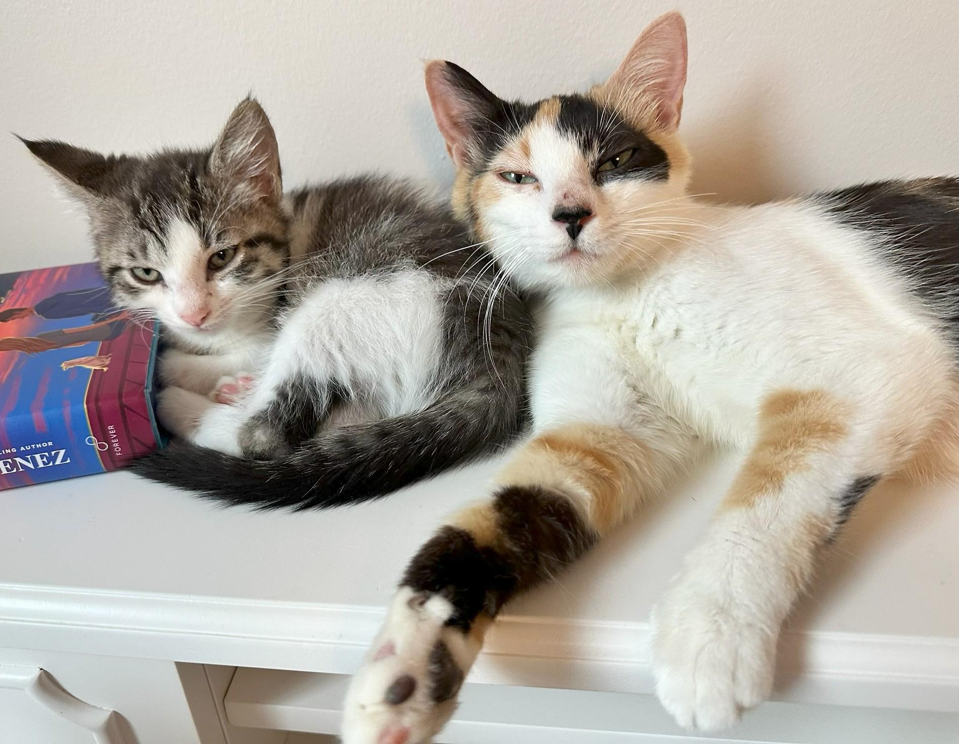 Enlarge Lovey and baby, a ADOPTABLE Calico in Jamaica Plain, MA image 2/4