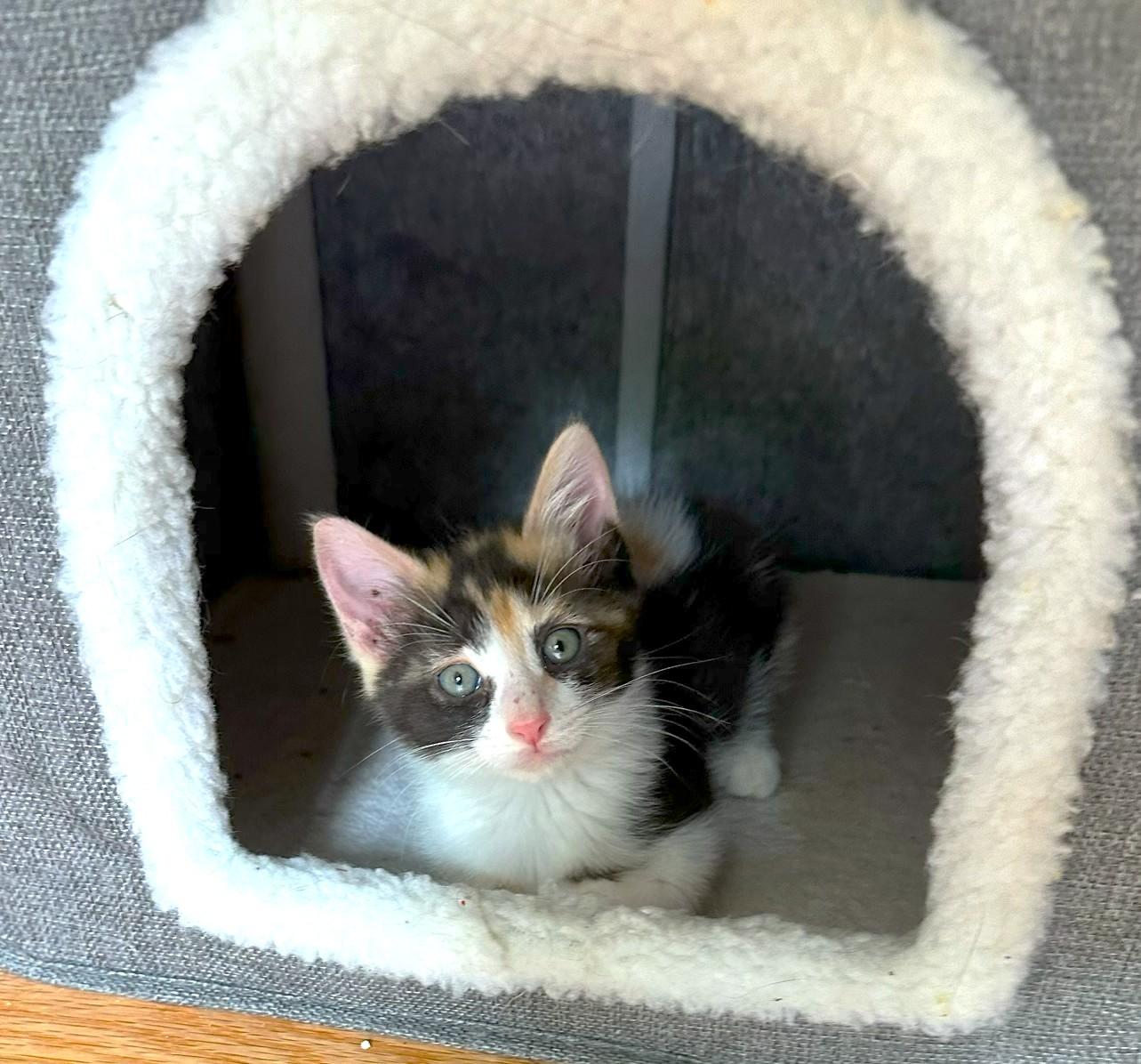 Enlarge KITTENS, a ADOPTABLE Calico in Jamaica Plain, MA image 3/5
