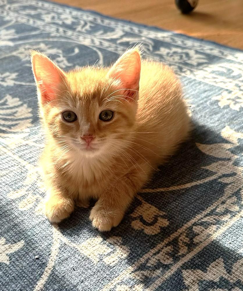 Enlarge KITTENS, a ADOPTABLE Calico in Jamaica Plain, MA image 5/5