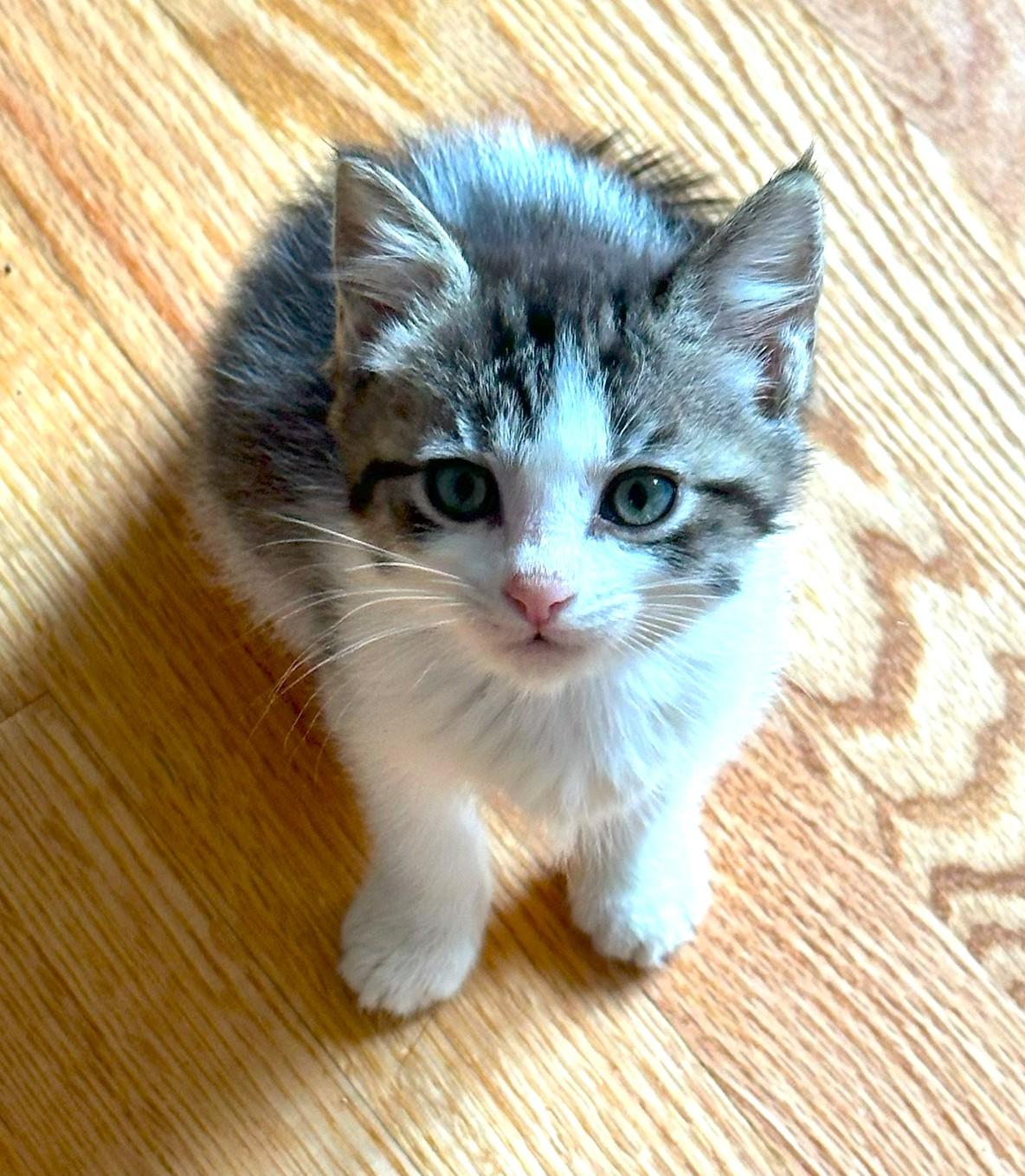 Lovey and baby, ADOPTABLE, Kitten Female Calico.