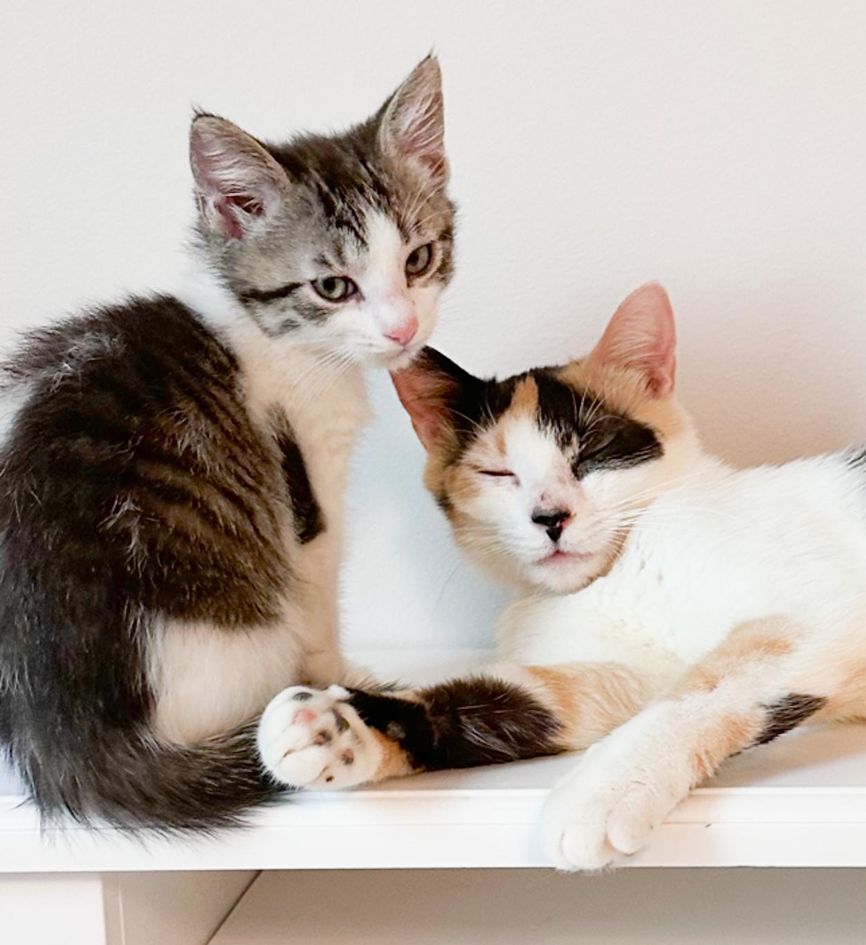 Enlarge Lovey and baby, a ADOPTABLE Calico in Jamaica Plain, MA image 3/4