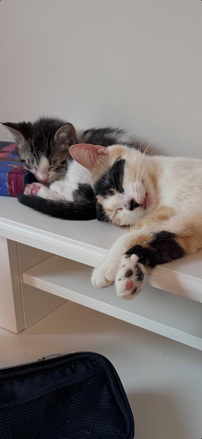 Enlarge Lovey and baby, a ADOPTABLE Calico in Jamaica Plain, MA image 4/4