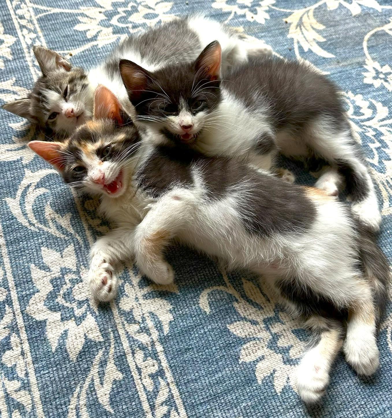 KITTENS, ADOPTABLE, Kitten Female Calico.