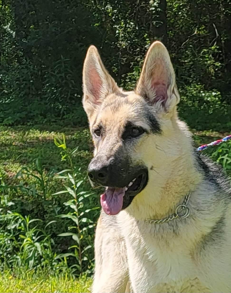 Rubin, Adoptable, Adult Male German Shepherd Dog.