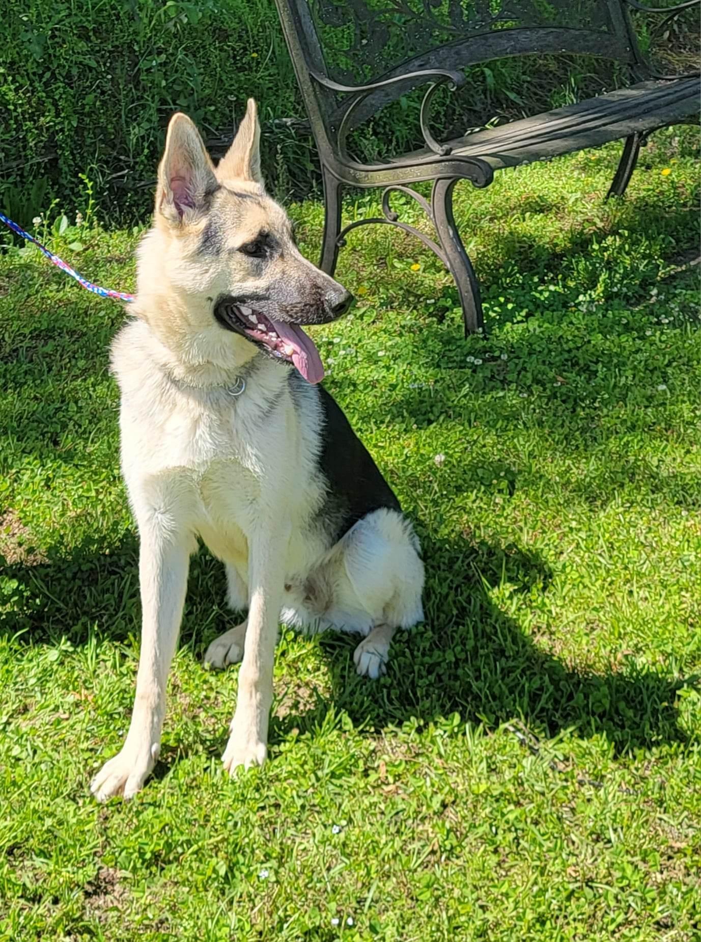 Rubin, Adoptable, Adult Male German Shepherd Dog.