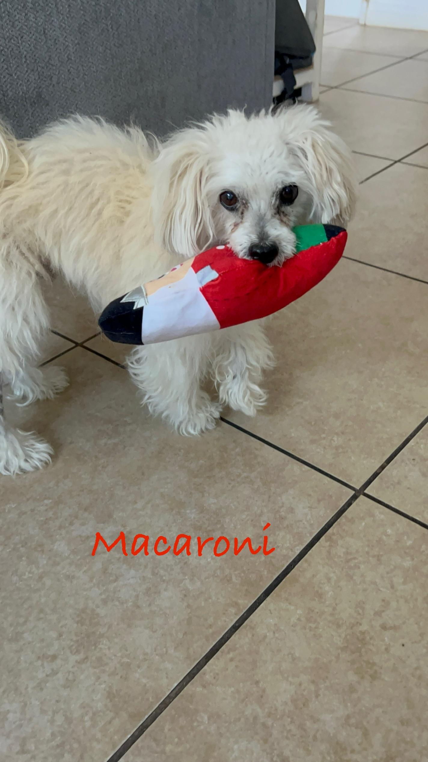 Macaronni
