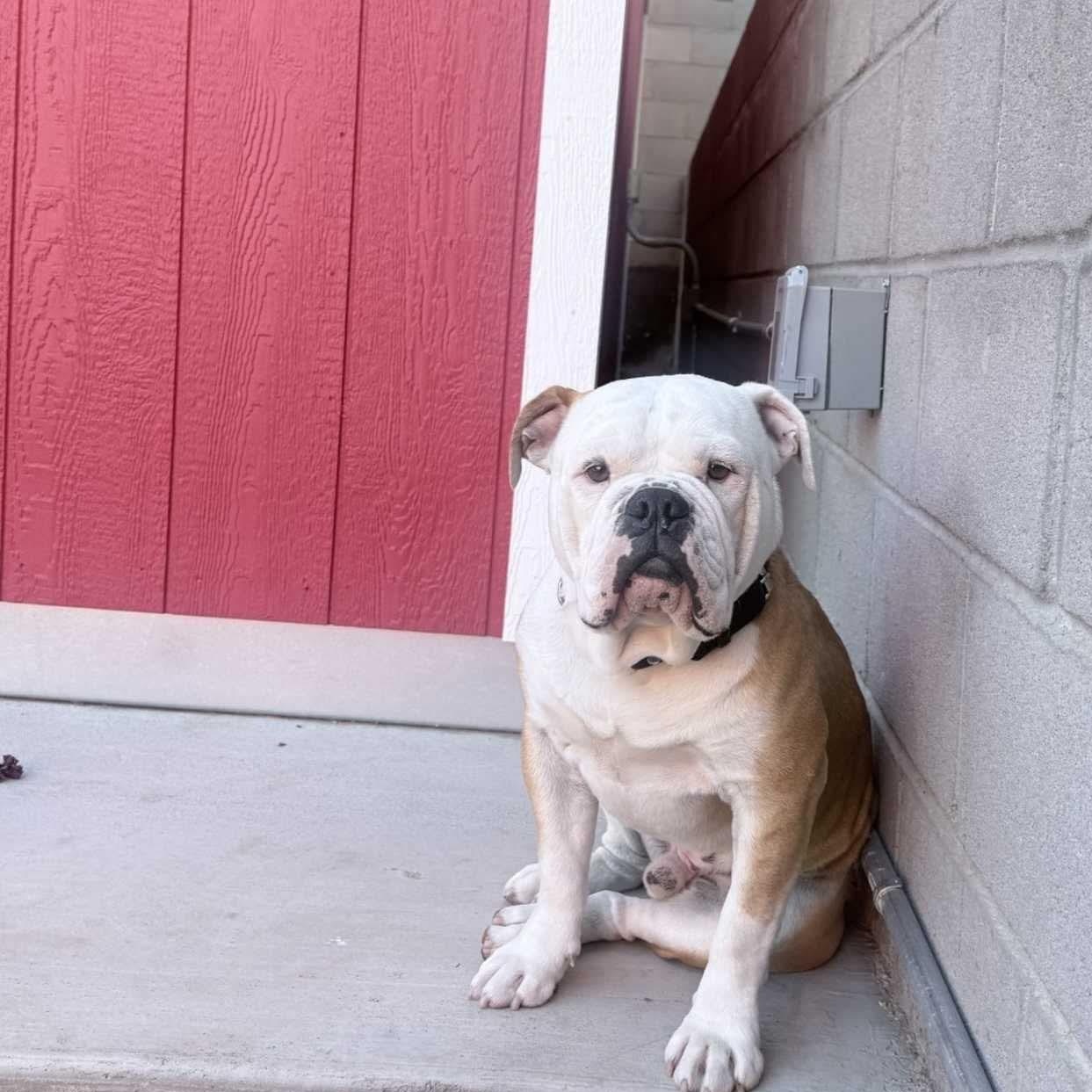 Enlarge Benny Butterball, a Adoptable English Bulldog in Mesa, AZ image 2/4