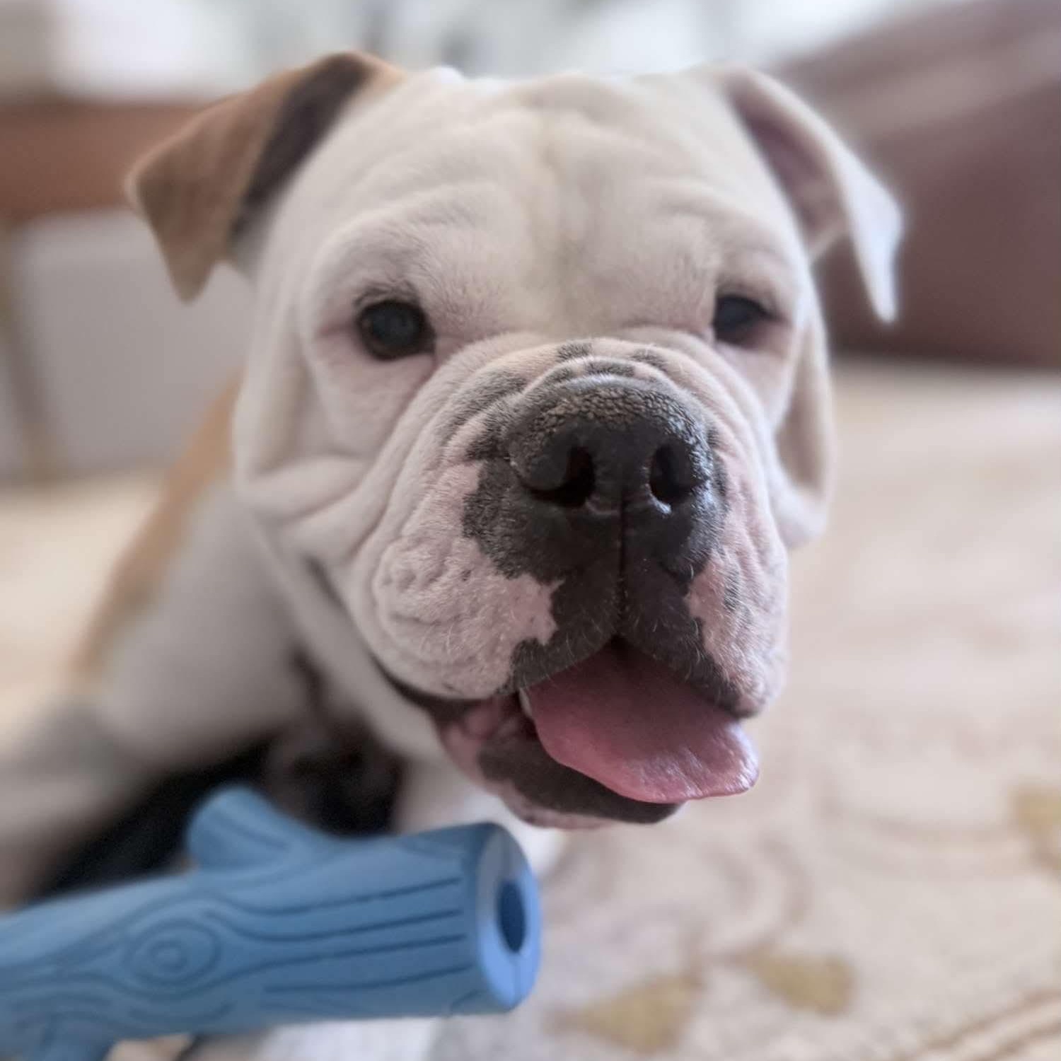 Enlarge Benny Butterball, a Adoptable English Bulldog in Mesa, AZ image 1/4