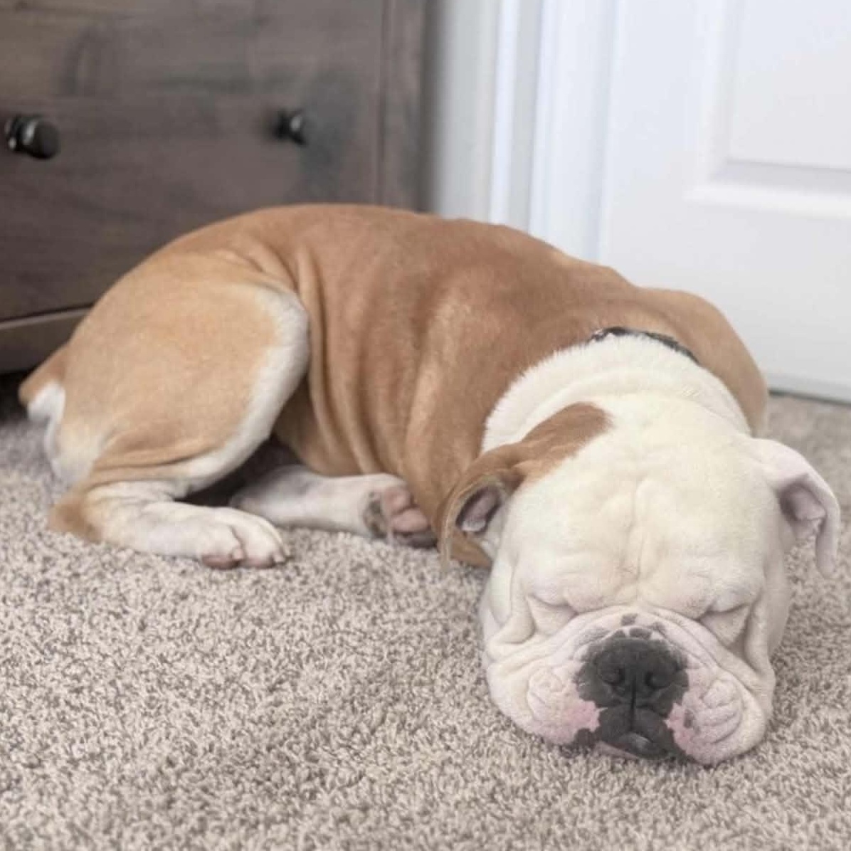Enlarge Benny Butterball, a Adoptable English Bulldog in Mesa, AZ image 4/4