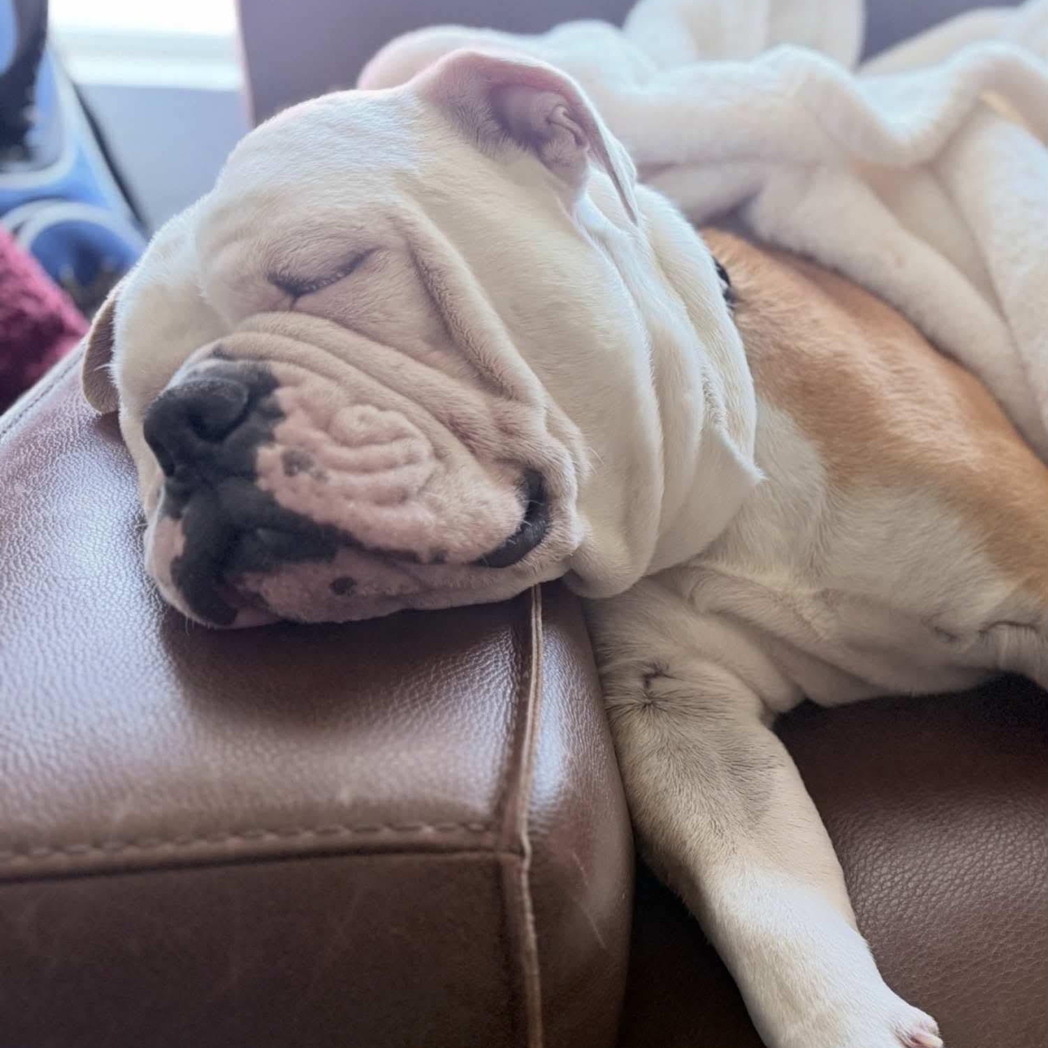 Enlarge Benny Butterball, a Adoptable English Bulldog in Mesa, AZ image 3/4