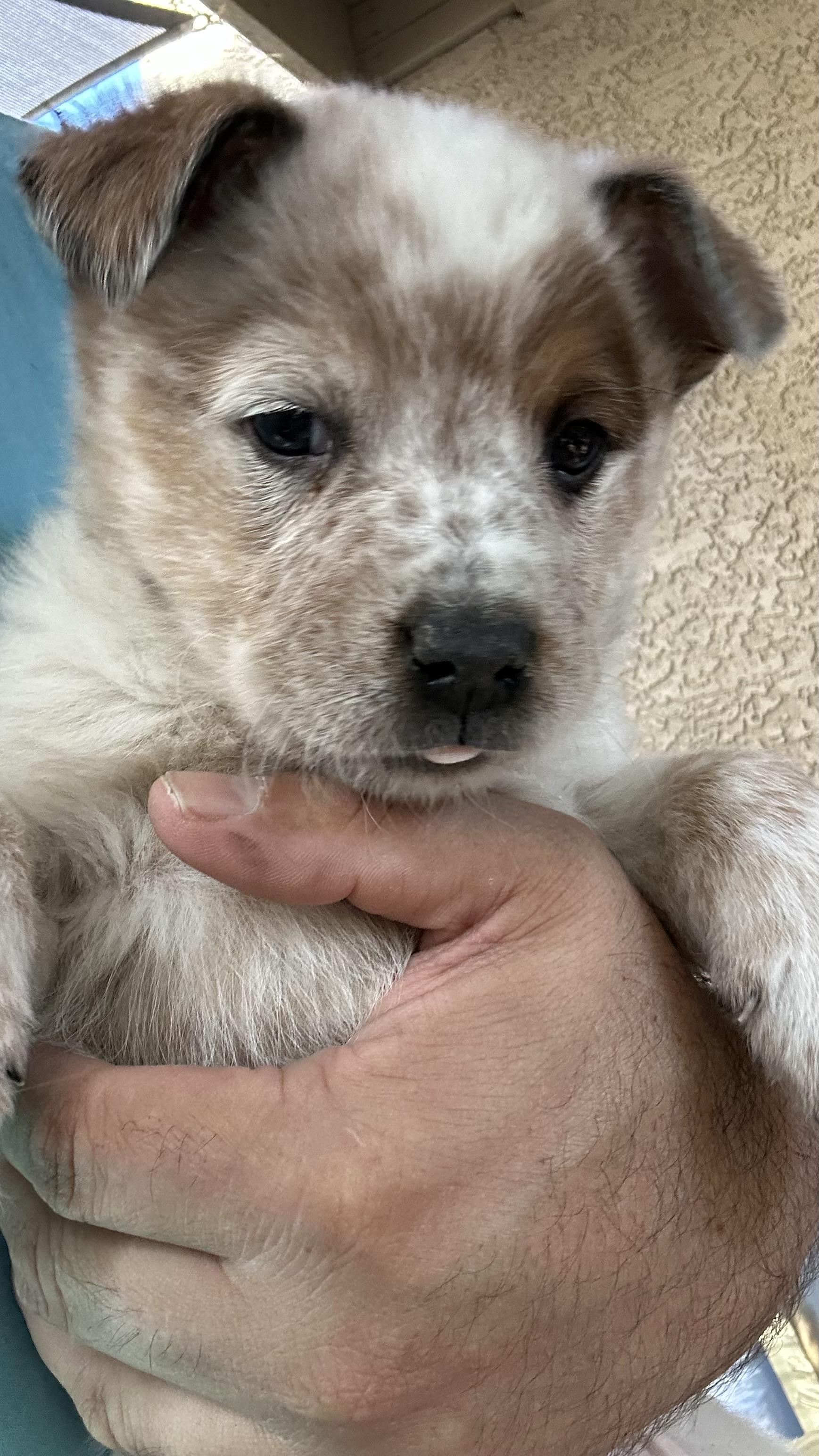 Enlarge Caspian, a ADOPTABLE mixed breed in Scottsdale, AZ image 2/4