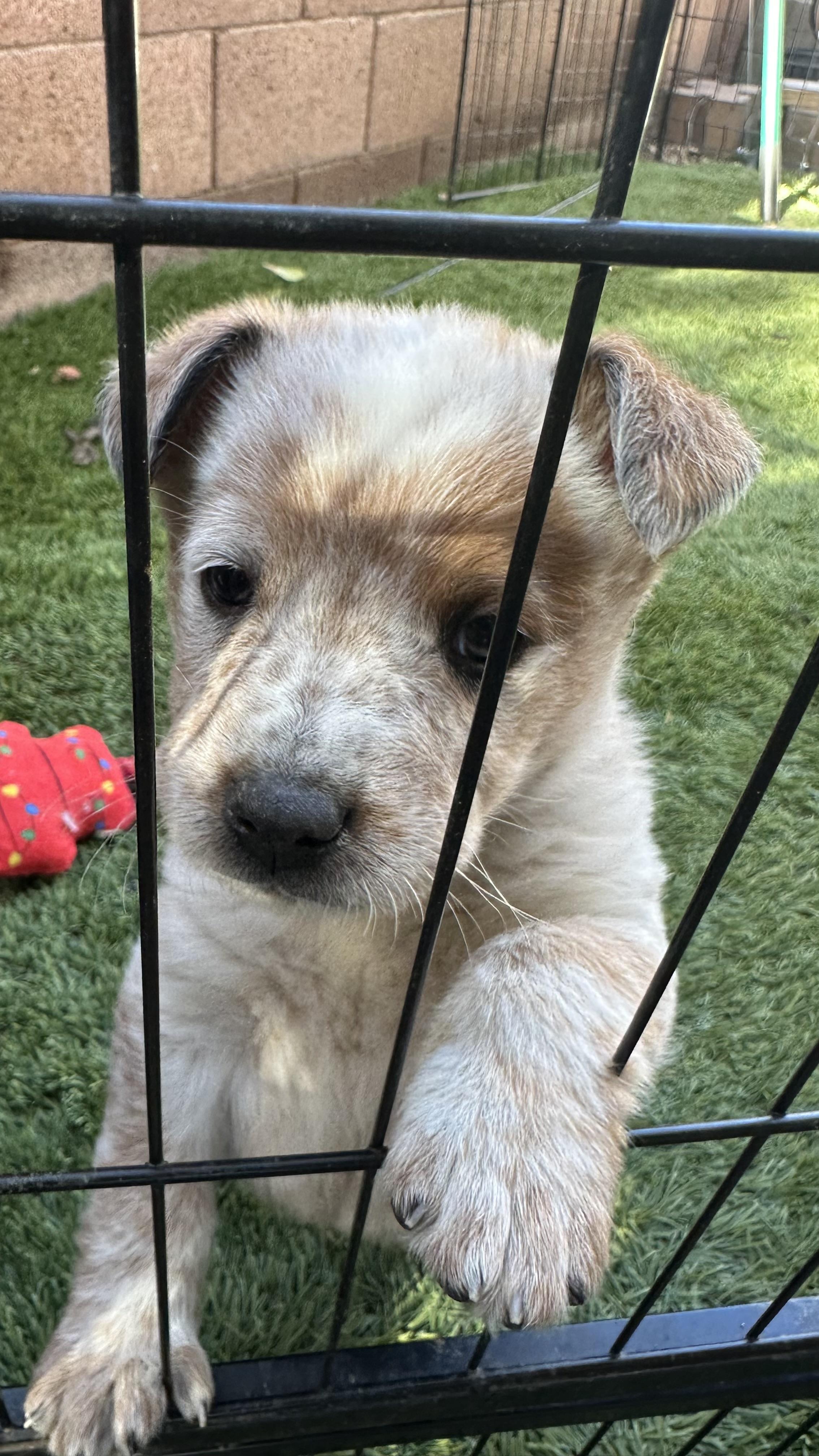 Enlarge Caspian, a ADOPTABLE mixed breed in Scottsdale, AZ image 3/4