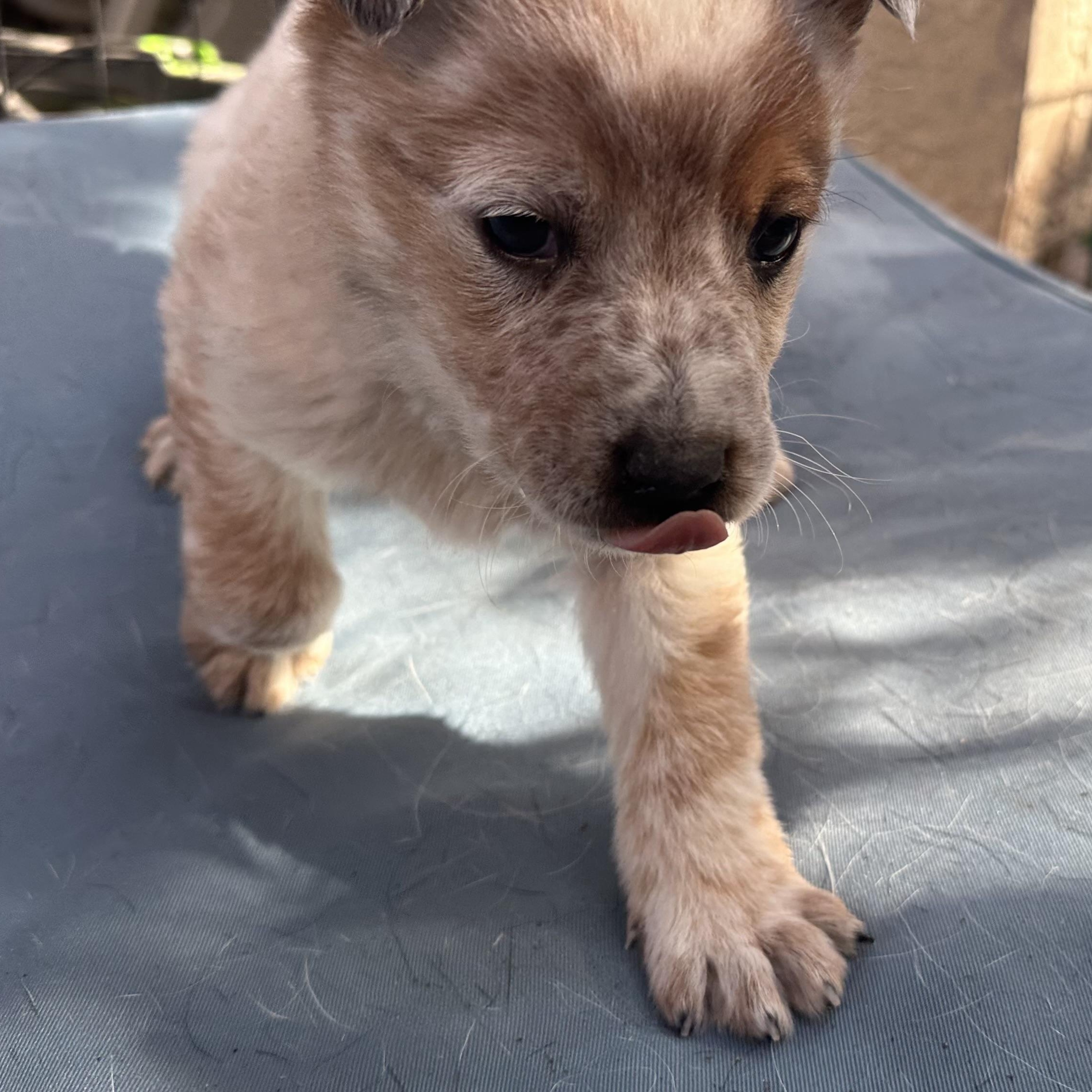 Enlarge Caspian, a ADOPTABLE mixed breed in Scottsdale, AZ image 4/4